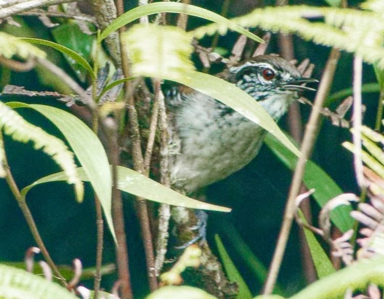 Bar-winged Wood-Wren - ML632690204