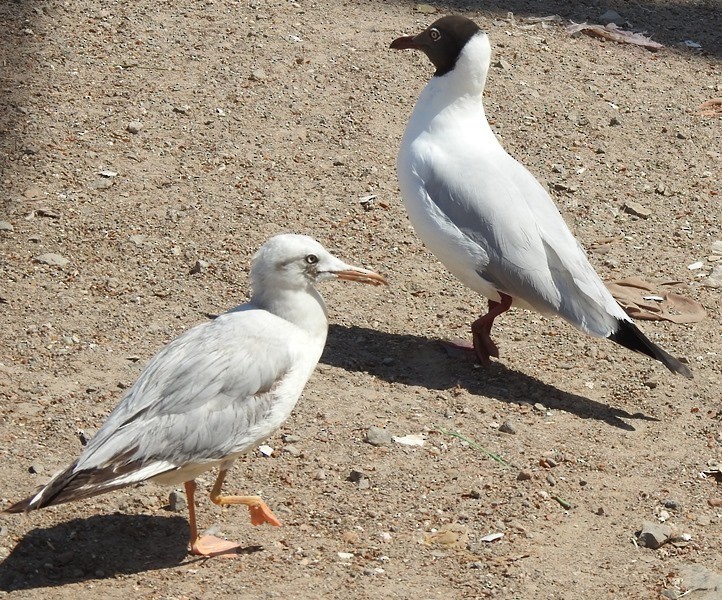 Буроголовая чайка - ML632690304