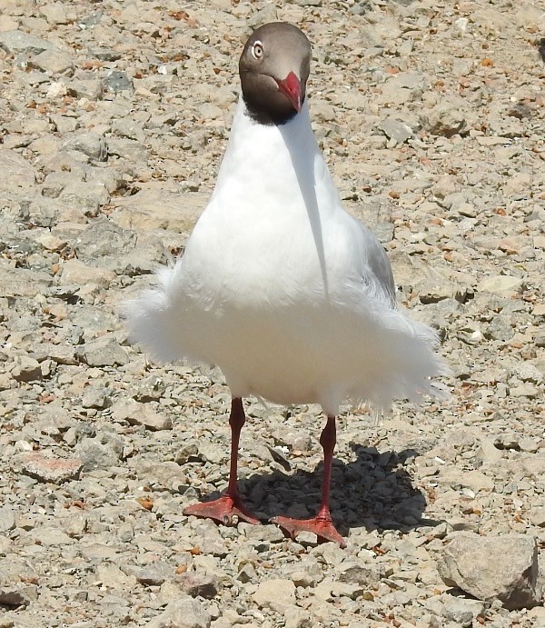 Буроголовая чайка - ML632690309