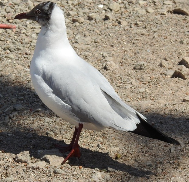 Буроголовая чайка - ML632690316