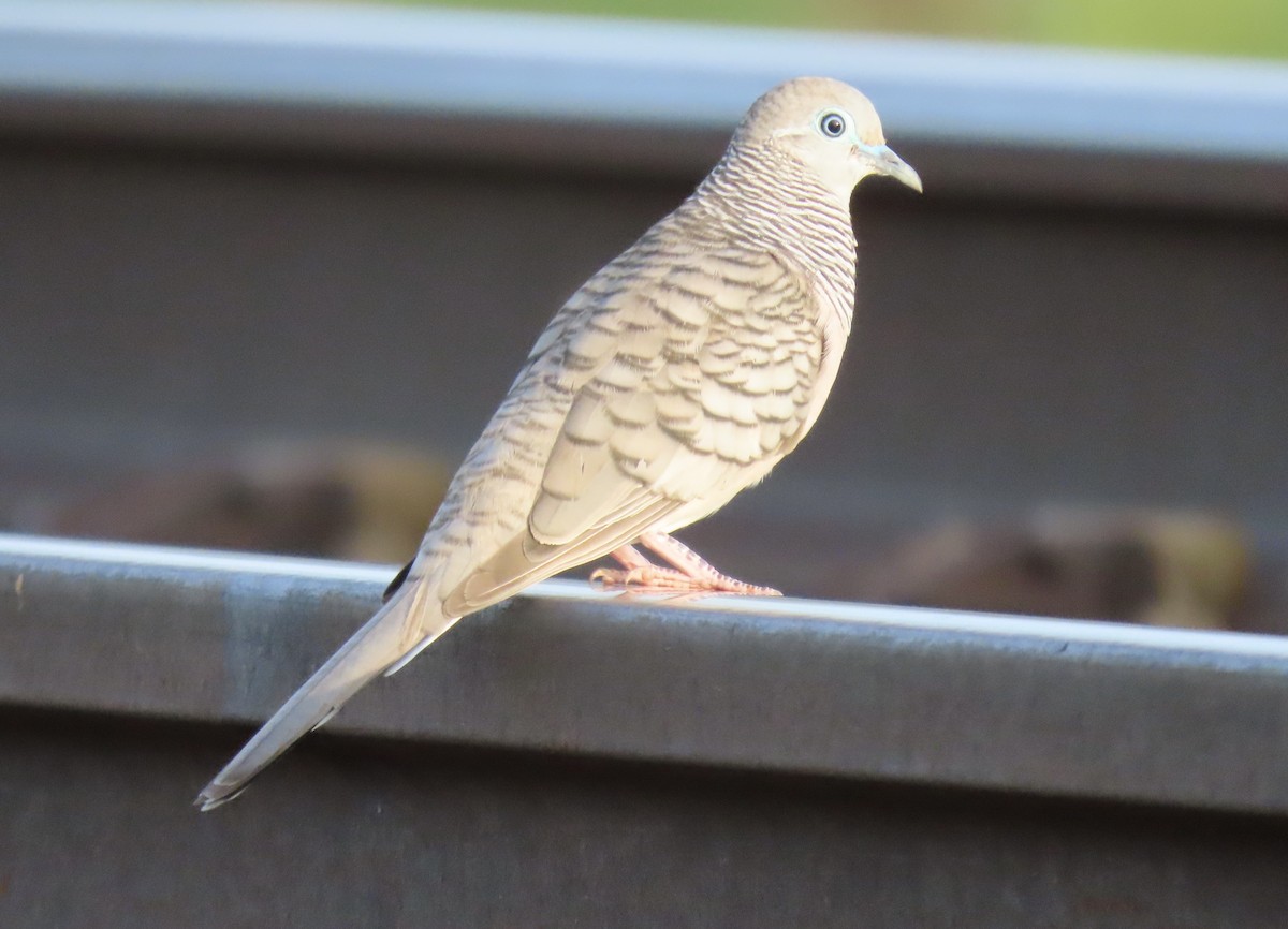 Peaceful Dove - ML632690352