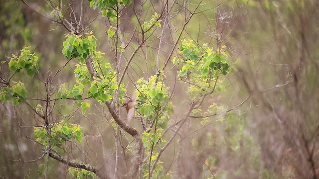 Amur Stonechat - ML632690387