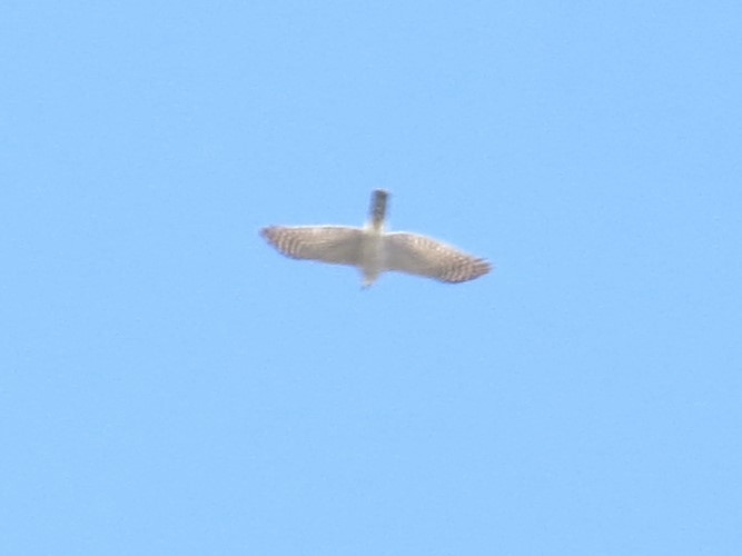 Eurasian Sparrowhawk - ML632690487