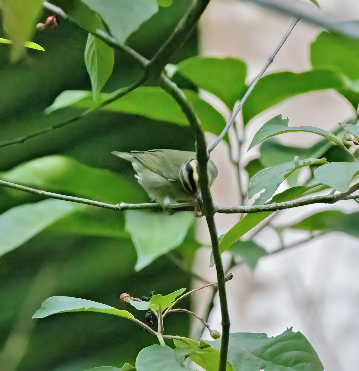 åmeparula - ML632690656