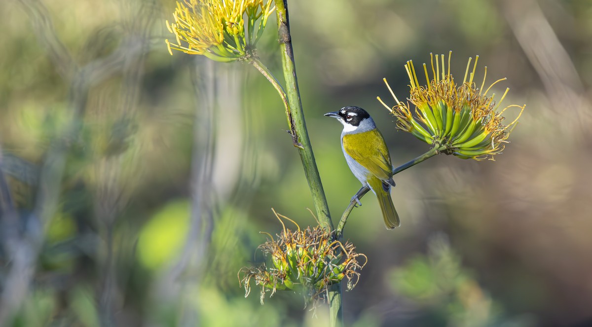 Black-crowned Palm-Tanager - ML632690712