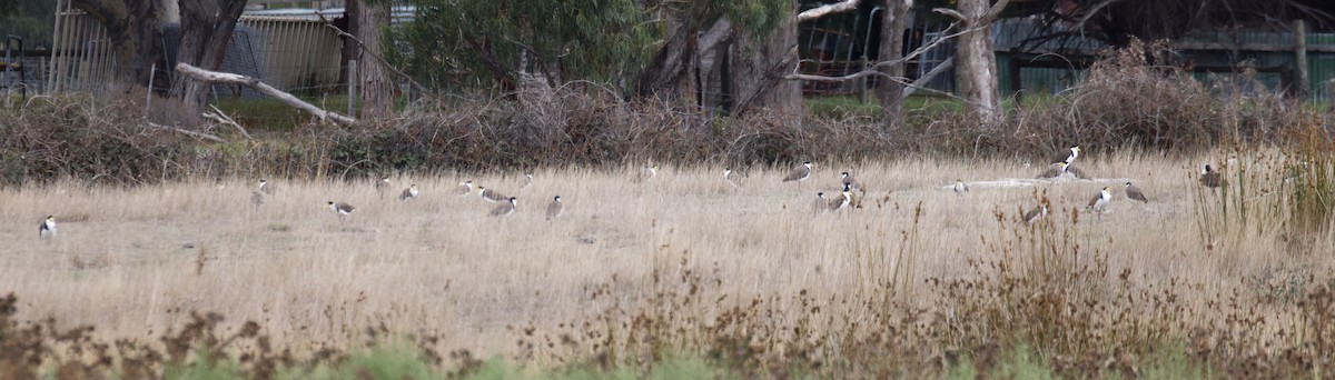 Masked Lapwing - ML632690747