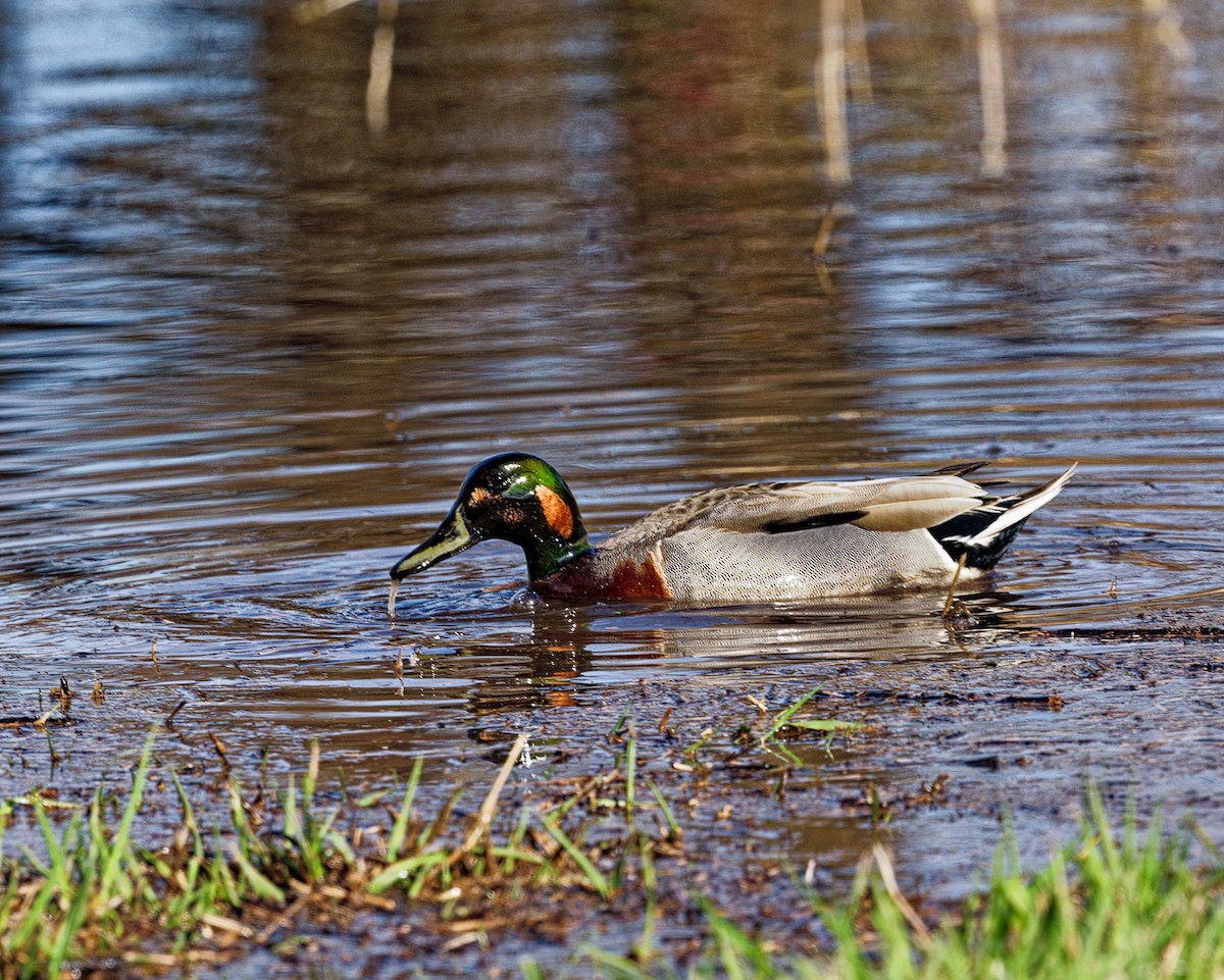 kachna divoká x čírka obecná (hybrid) - ML632690812