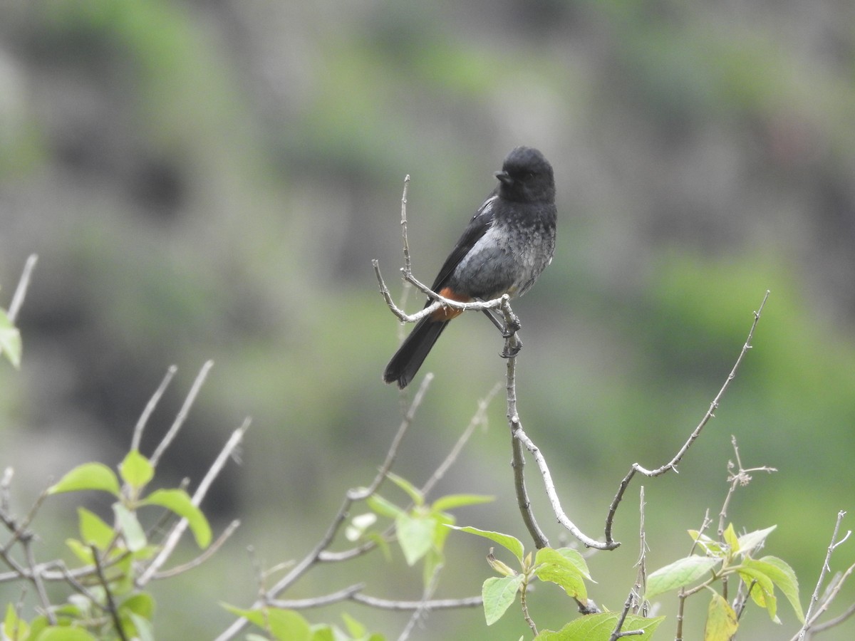 Gray-bellied Flowerpiercer - ML632690855
