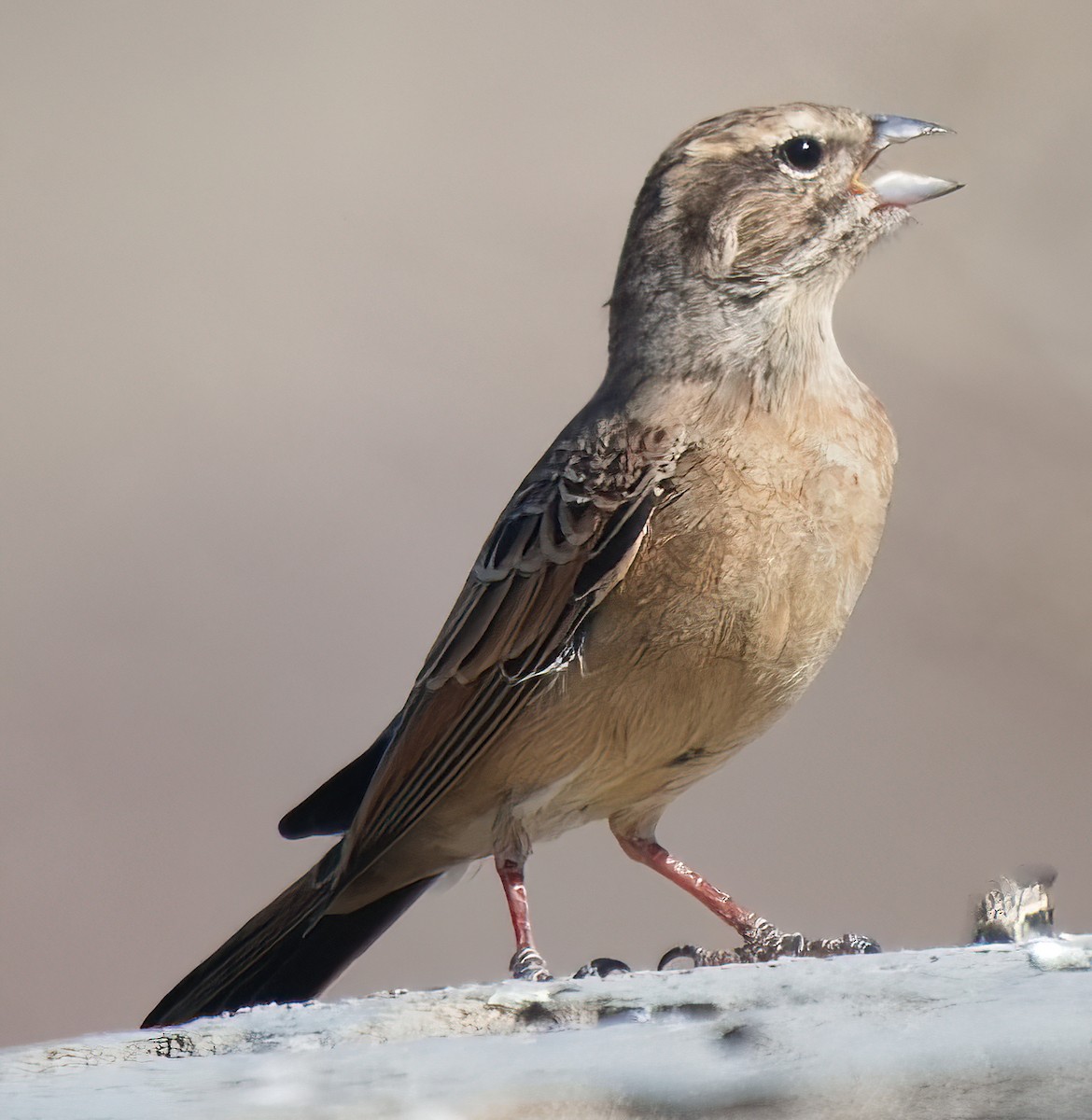 Lark-like Bunting - ML632690870