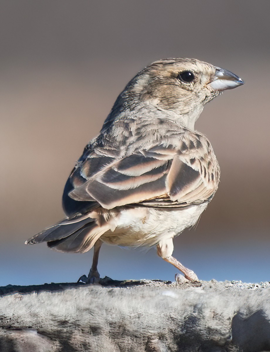 Lark-like Bunting - ML632690873