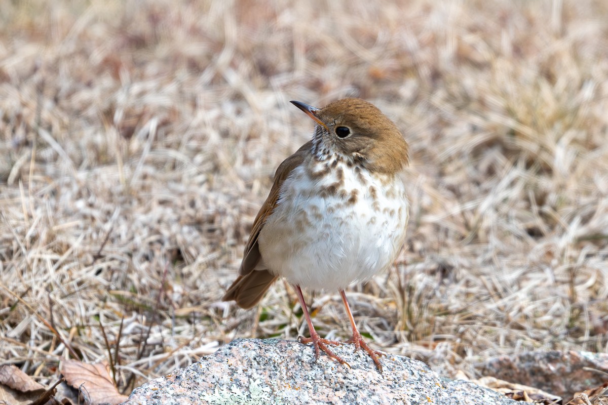 Grive solitaire (faxoni/crymophilus) - ML632690966