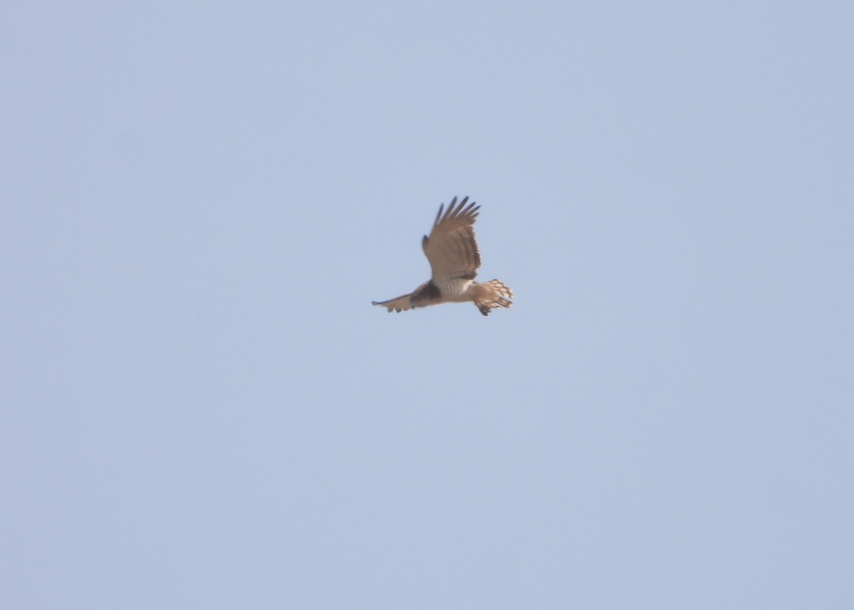 Beaudouin's Snake-Eagle - ML632690967