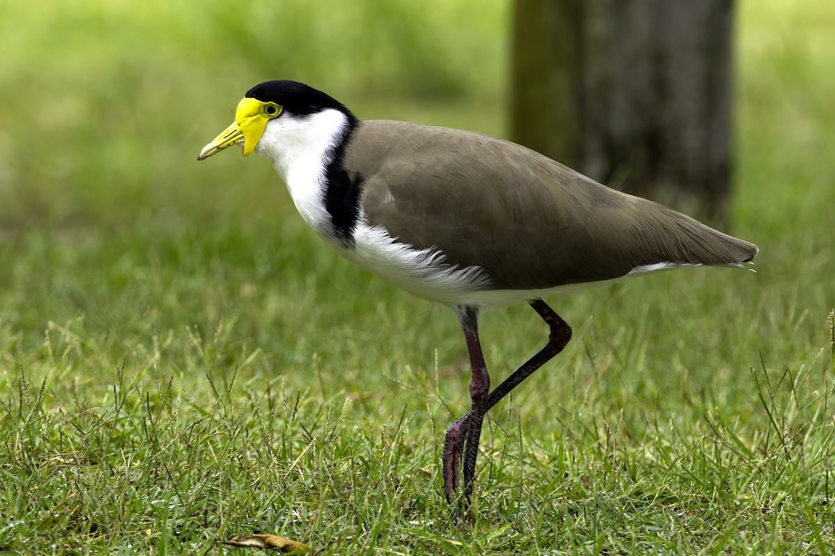 Masked Lapwing - ML632690986