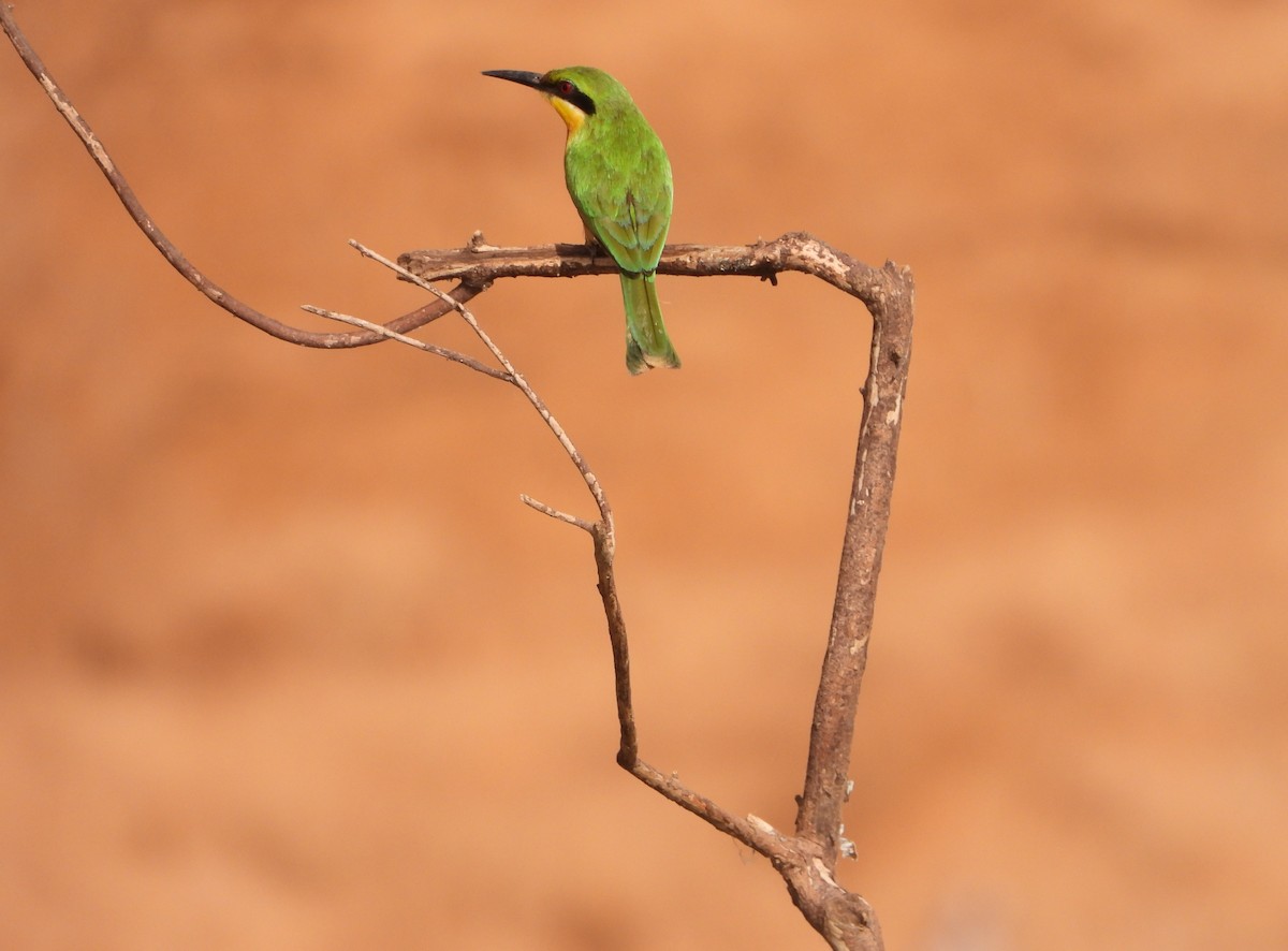 Little Bee-eater - ML632691295