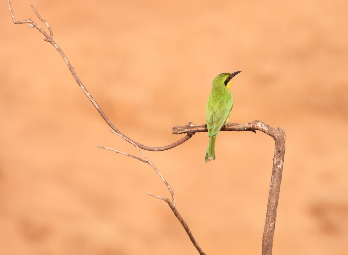 Little Bee-eater - ML632691296