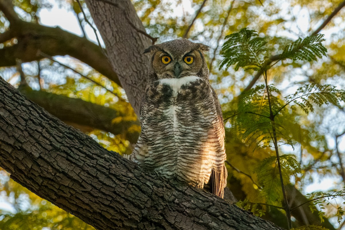 Great Horned Owl - ML632691350