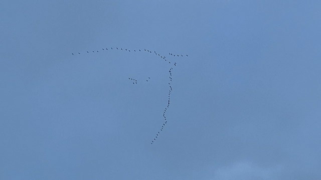 Tundra Swan - ML632691396