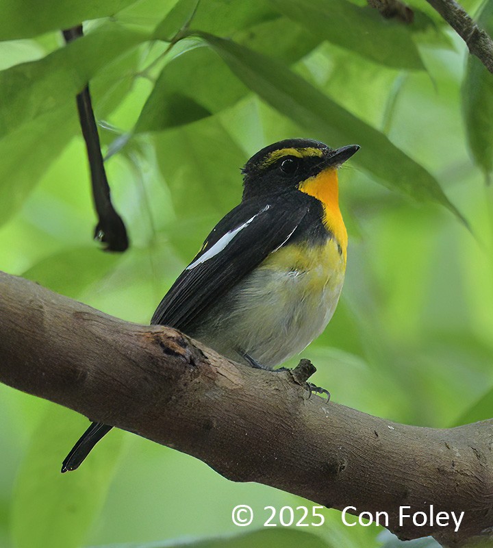 キビタキ - ML632691417