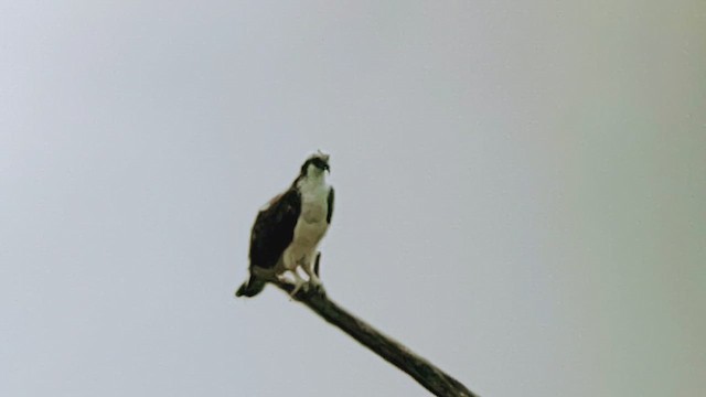 Falco pescatore - ML632691503