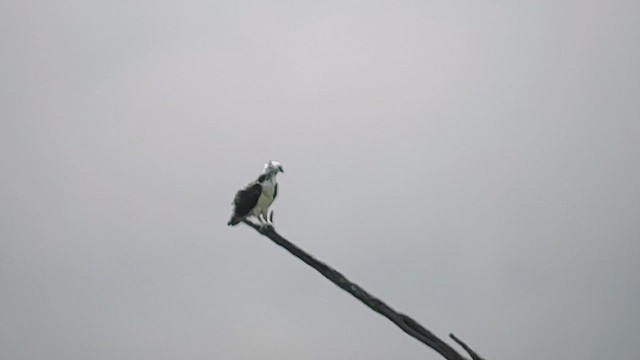 Falco pescatore - ML632691504