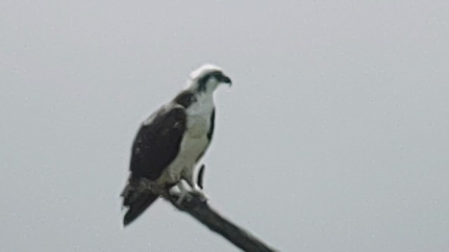 Falco pescatore - ML632691505