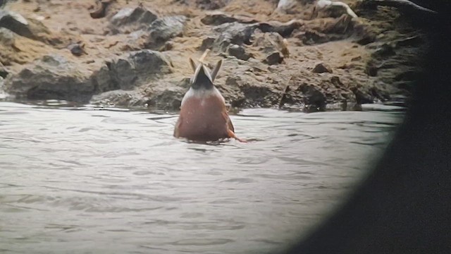 Northern Shoveler - ML632691509