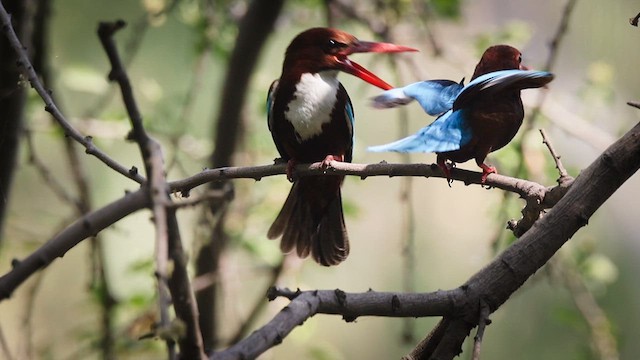 White-throated Kingfisher - ML632691594