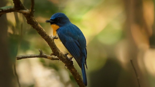 Tickell's Blue Flycatcher - ML632691616