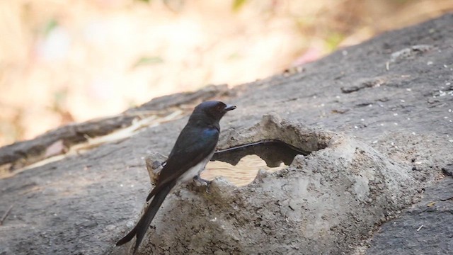 Black Drongo - ML632691676