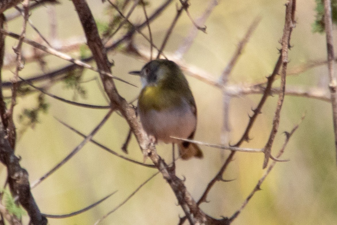 Yellow-breasted Apalis - ML632691801