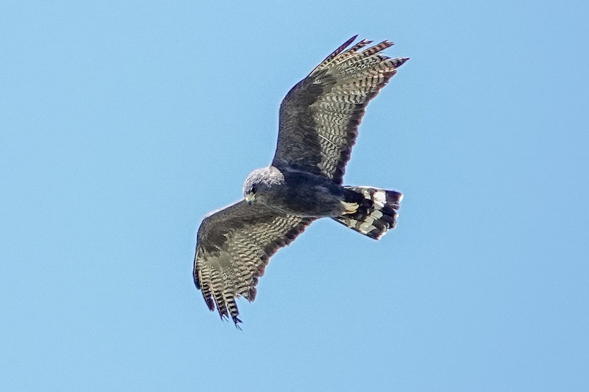 Zone-tailed Hawk - ML632691947