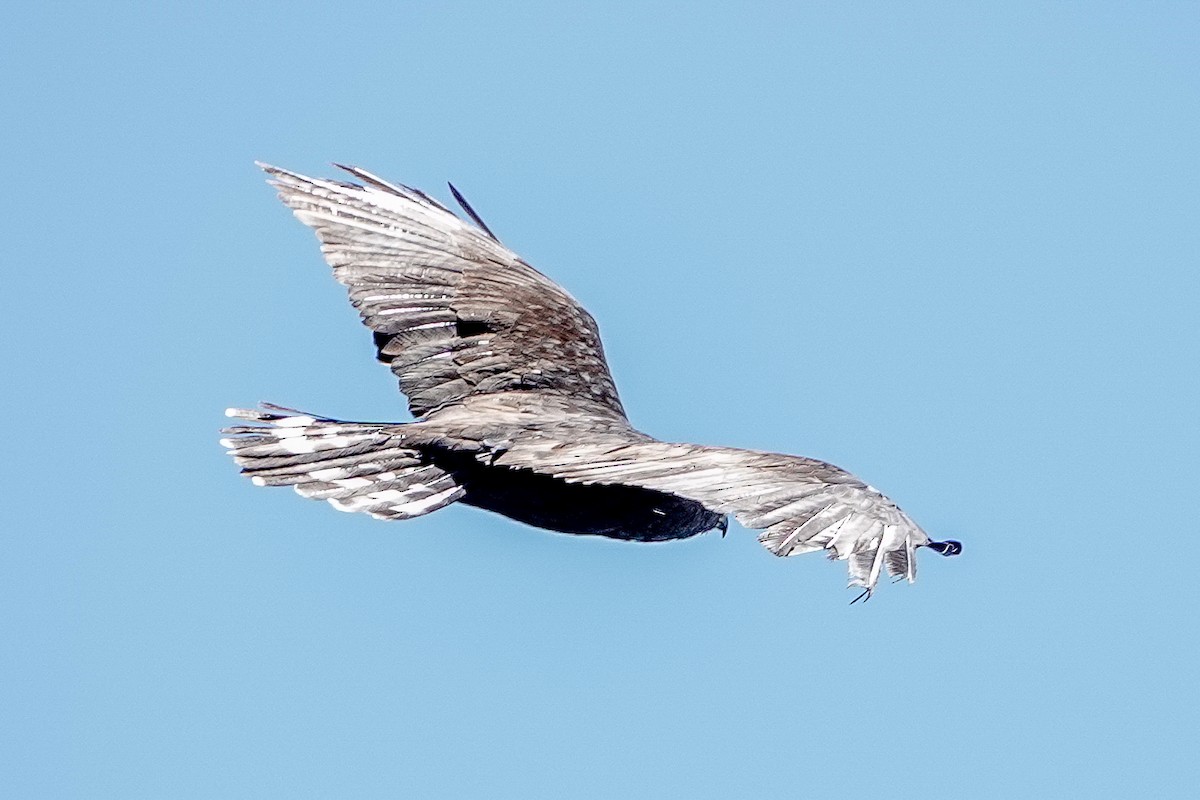 Zone-tailed Hawk - ML632691949