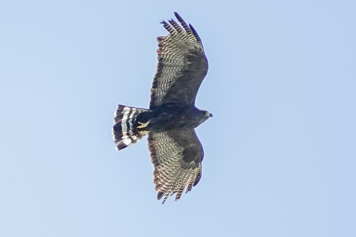 Zone-tailed Hawk - ML632691952