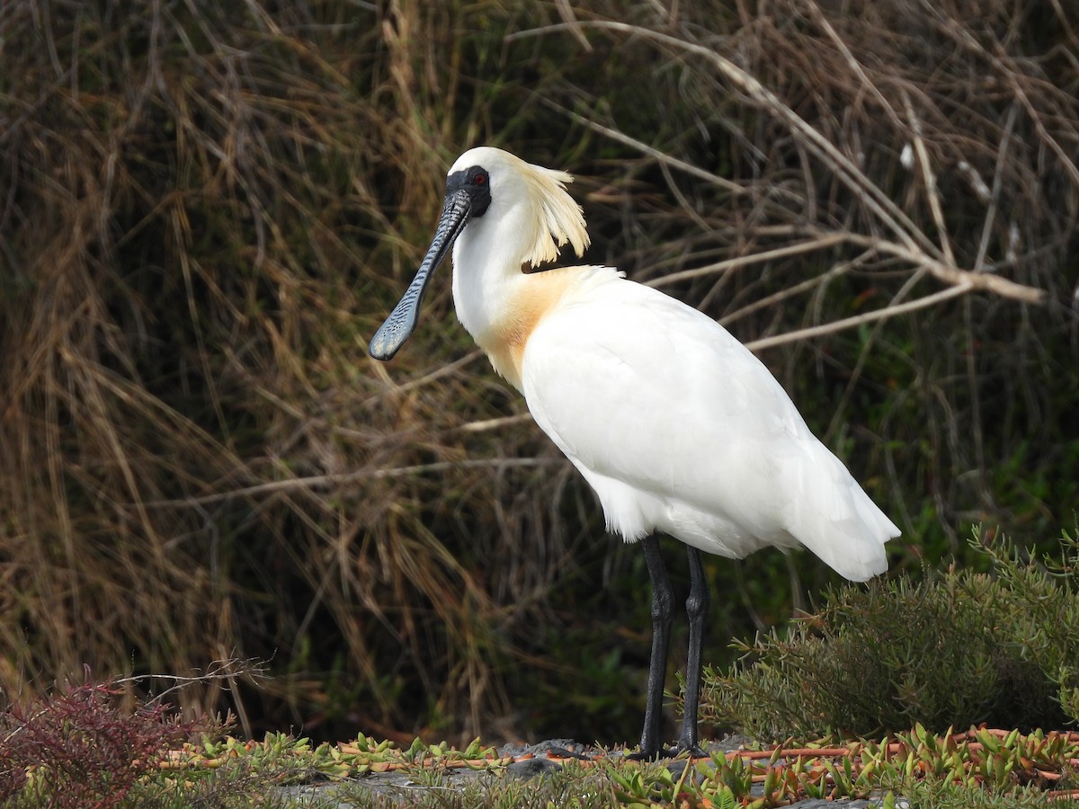 Espátula Menor - ML632692124