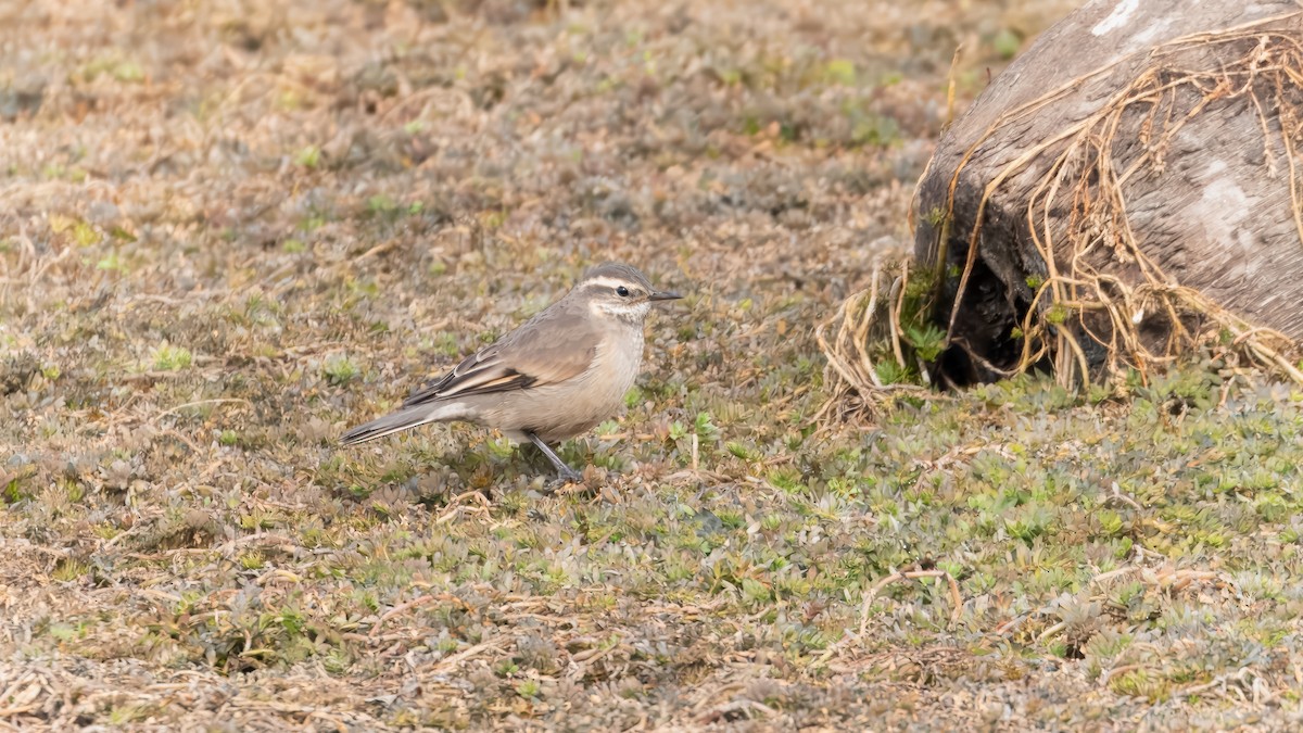 Buff-winged Cinclodes - ML632692360