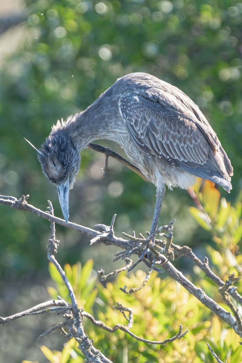 Yellow-crowned Night Heron - ML632692515