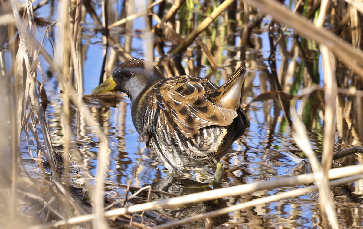 chřástal karolínský - ML632692549
