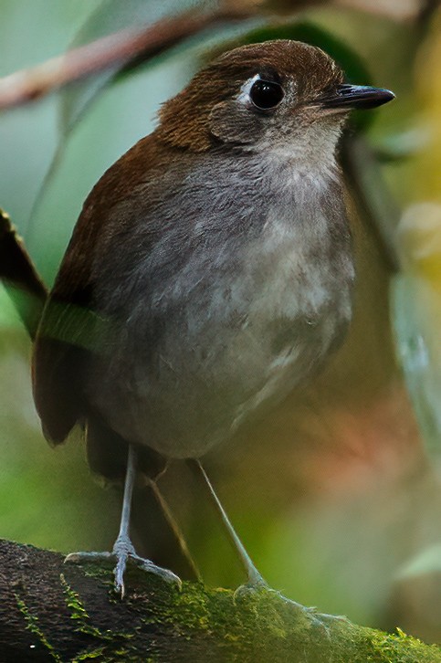 Tororoí Flautista - ML632692550