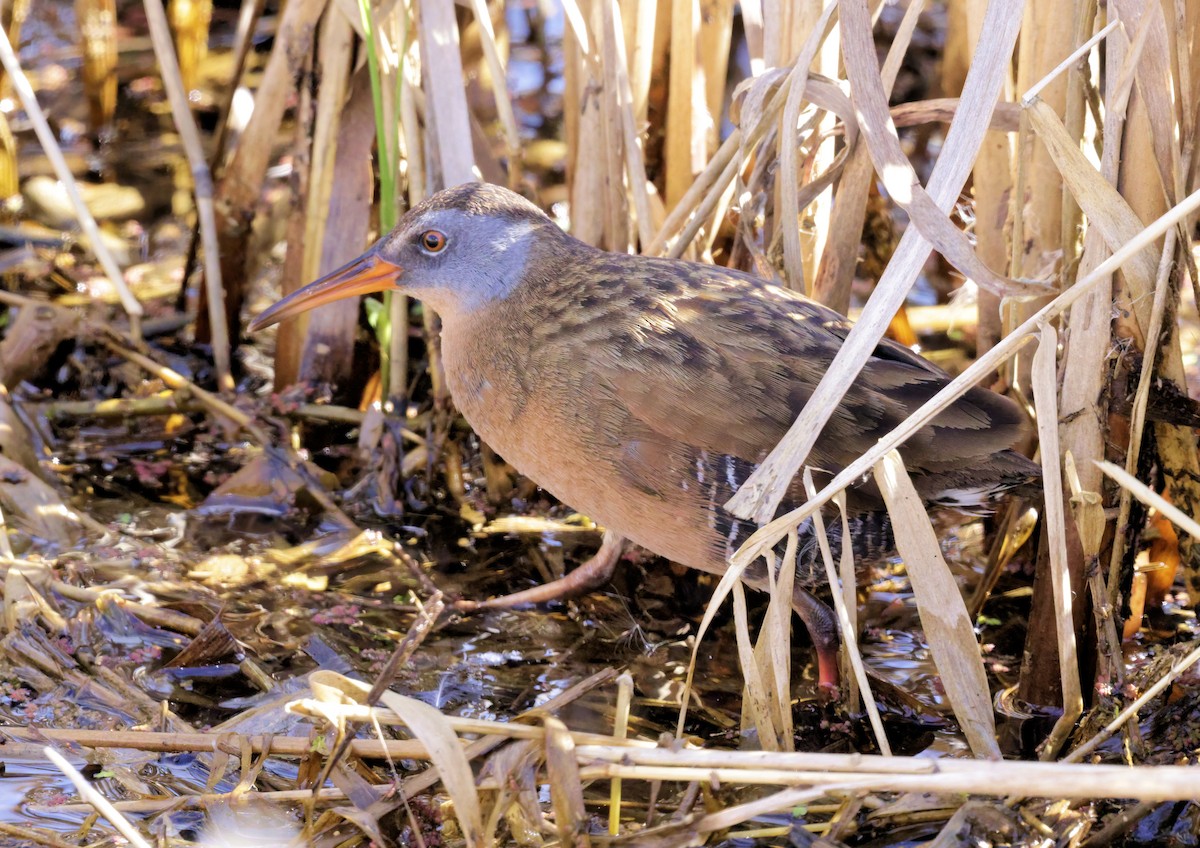 chřástal virginský - ML632692555