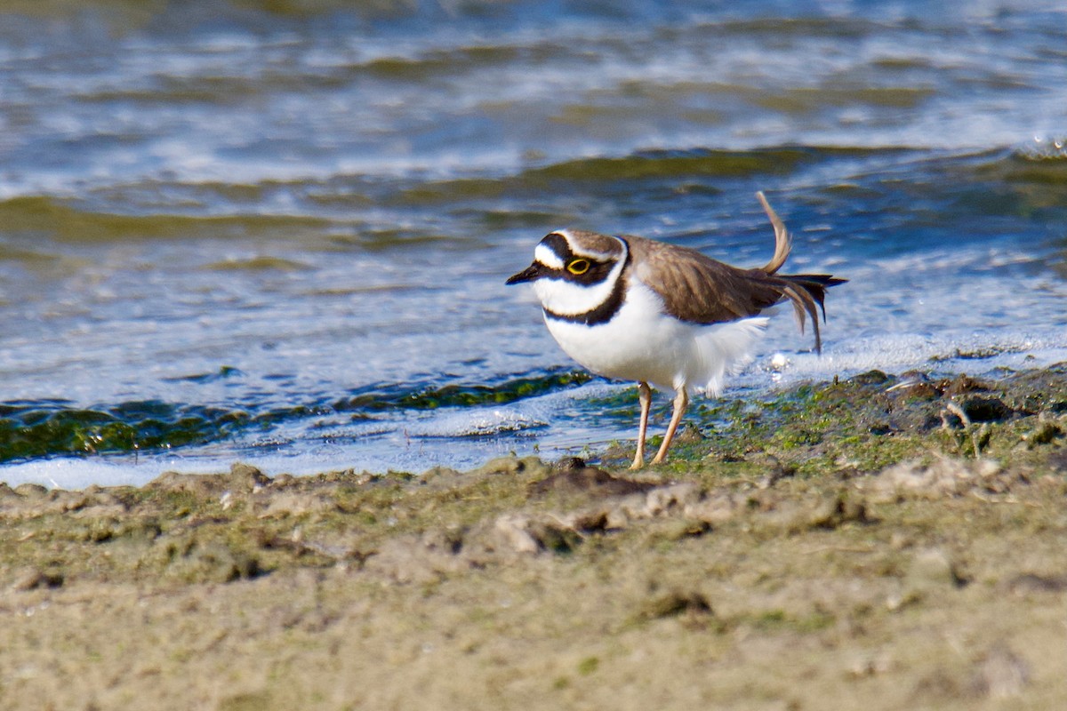 Нарийн хиазат - ML632692569