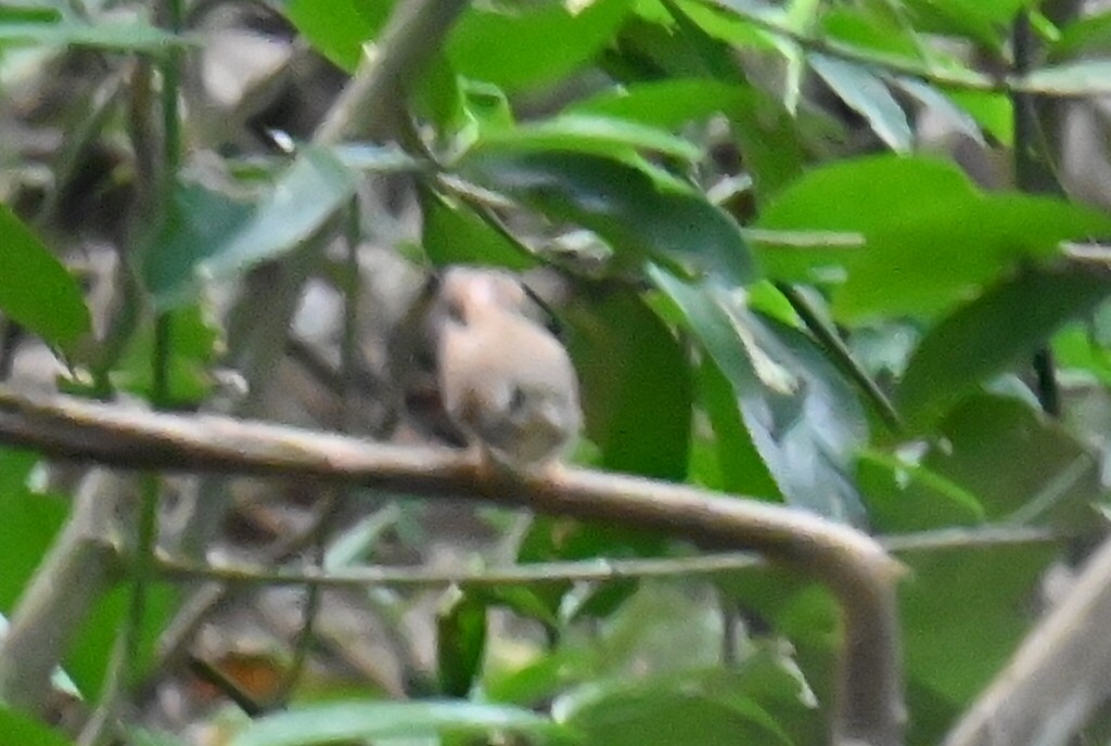 Brown-breasted Flycatcher - ML632692580