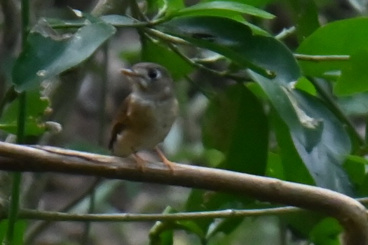 Brown-breasted Flycatcher - ML632692581