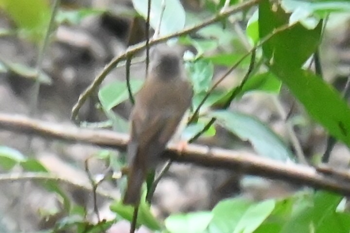 Brown-breasted Flycatcher - ML632692582