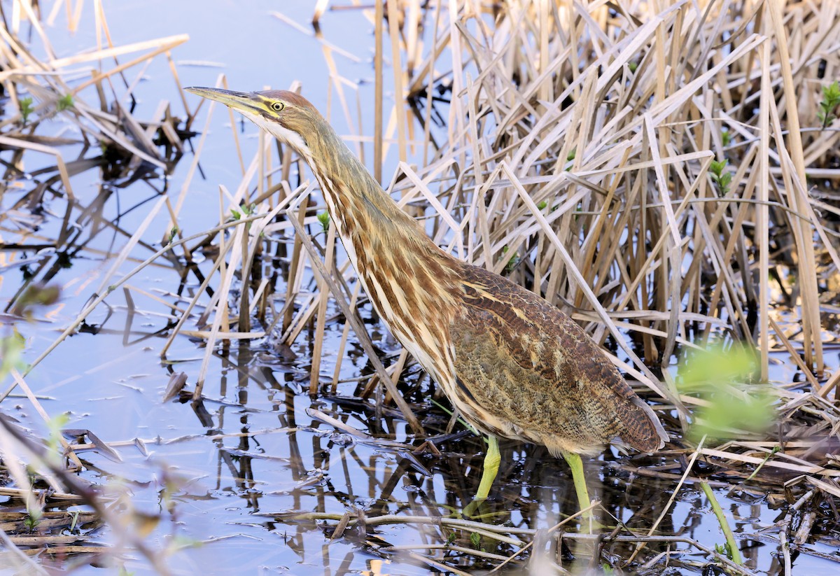 bukač severoamerický - ML632692602