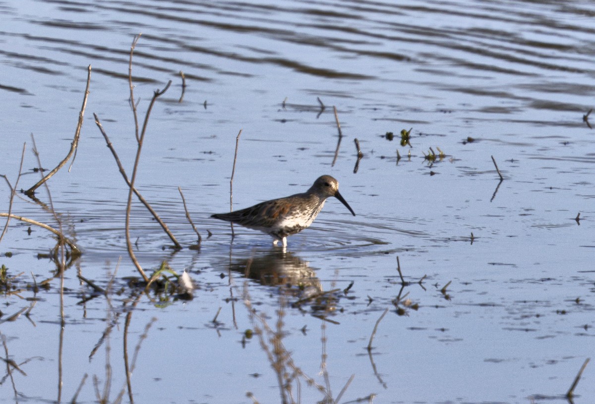 jespák obecný - ML632692606