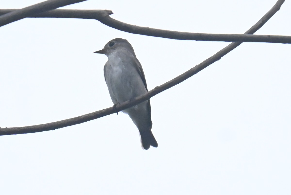 Asian Brown Flycatcher - ML632692609