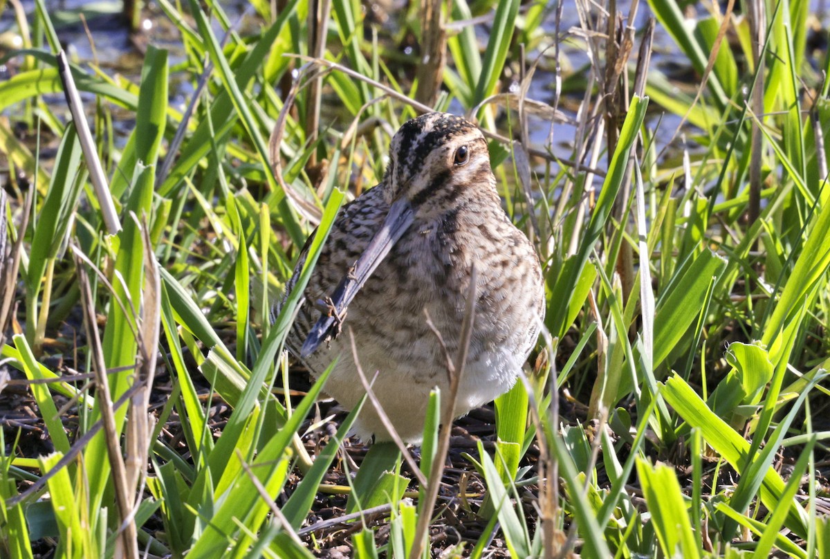 bekasina severoamerická - ML632692614