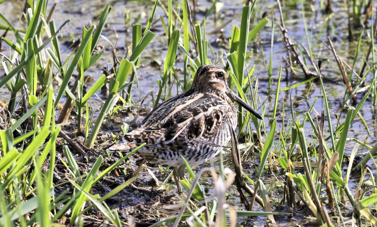bekasina severoamerická - ML632692635