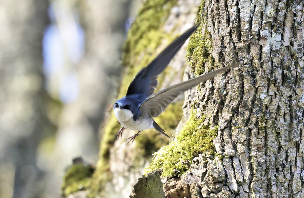 vlaštovka stromová - ML632692651