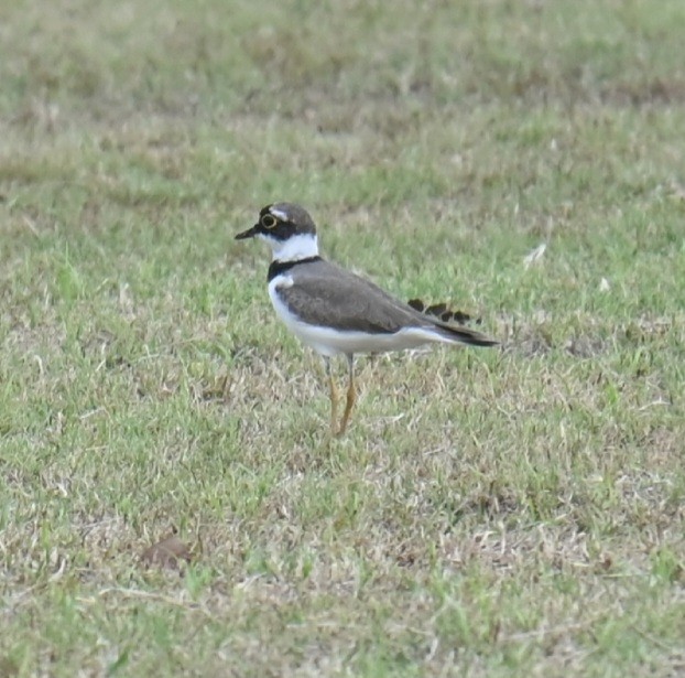 Little Ringed Plover - ML632692667